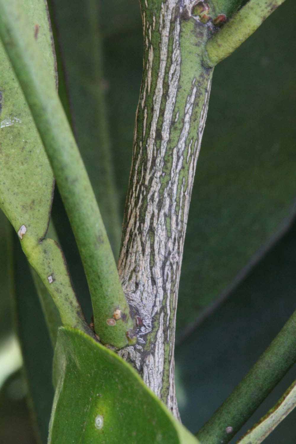              Second - third year twig (Riverside, CA)       